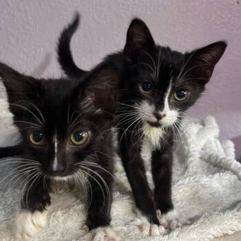 Mocha -  Domestic Short Hair Cat for Adoption in Pleasanton, California - Mocha | PetCurious