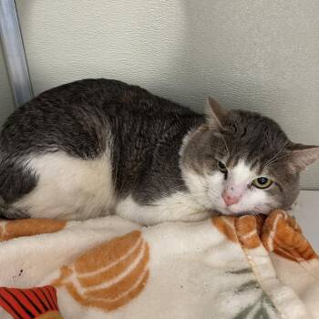 Domestic Short Hair Cats Available for Adoption in Branford, Connecticut - Dumpling | PetCurious