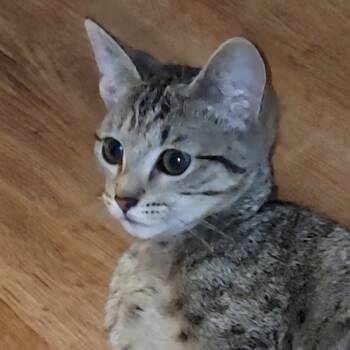 Rescue Domestic Short Hair Cats for Adoption in Sandy Springs, Georgia - Callie | PetCurious