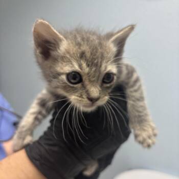 Kerfluffle -  Domestic Short Hair Cat for Adoption in Riverside, California - Kerfluffle | PetCurious