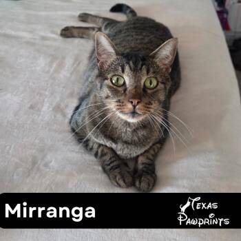Rescue Tabby Cats for Adoption in Dallas, Texas - Mirringa | PetCurious
