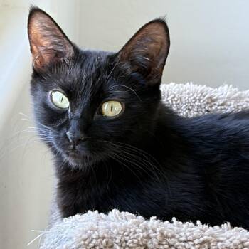 Lotus -  Domestic Short Hair Cat Available for Adoption in San Tan Valley, Arizona - Lotus | PetCurious