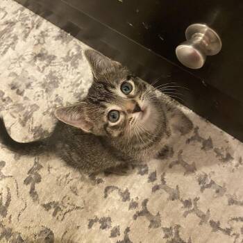 Nina -  Domestic Short Hair Cat for Adoption in Chicago, Illinois - Nina | PetCurious