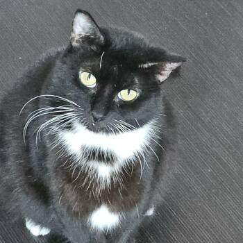 Bellarina (f) 4 yrs old Tuxedo  -  Domestic Short Hair Cat Available for Adoption in Ottawa, Ontario - Bellarina (f) 4 Yrs Old Tuxedo  | PetCurious