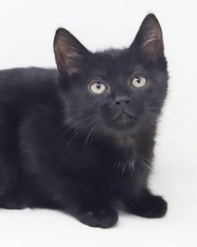 Primary Twain is a TEENY tot - lover boy. Male Black null null B -  Bombay Cat for Adoption in Bedford Hills, New York - Primary Twain Is A TEENY Tot - Lover Boy. Male Black Null Null B | PetCurious