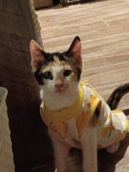 Octavia -  Domestic Short Hair and Calico Cat for Adoption in Glendale, Arizona - Octavia | PetCurious