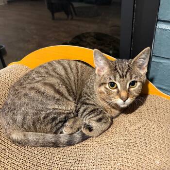 Fhqwhgads -  Domestic Short Hair Cat Available for Adoption in Gibsonia, Pennsylvania - Fhqwhgads | PetCurious