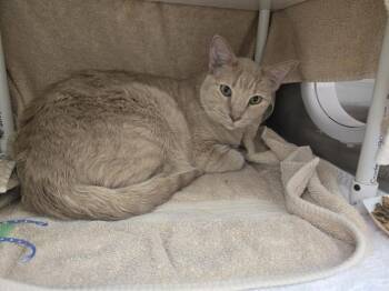 SPECTER -  Domestic Short Hair Cat for Adoption in Omaha, Nebraska - SPECTER | PetCurious