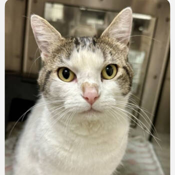 Rescue Domestic Short Hair Cats for Adoption in Granby, Missouri - Phyllis | PetCurious