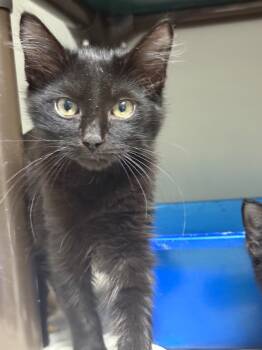 Rescue Domestic Long Hair Cats for Adoption in Danielsville, Georgia - Apollo | PetCurious