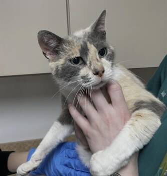 American Shorthair Cats Available for Adoption - Bonnie | PetCurious