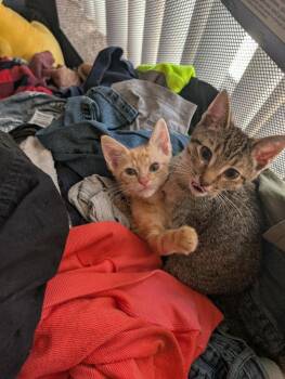 Benny -  Domestic Short Hair Cat for Adoption in Emporia, Kansas - Benny | PetCurious