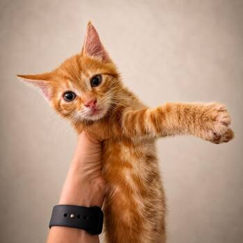 Micron -  Tabby Cat for Adoption in Miami, Florida - Micron | PetCurious