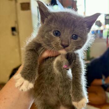 Prairie -  Domestic Short Hair Cat for Adoption in South Elgin, Illinois - Prairie | PetCurious