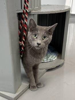 Tia -  American Shorthair Cat for Adoption in Big Rapids, Michigan - Tia | PetCurious