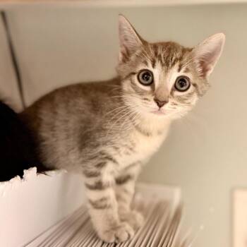 American Shorthair Cats Available for Adoption in Freeport, Florida - Hula | PetCurious