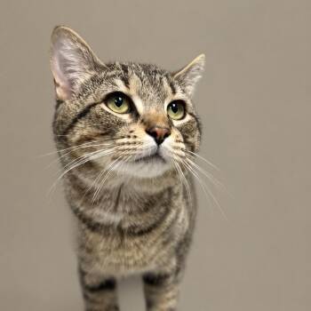 JayJay the Jet Plane -  Domestic Short Hair Cat for Adoption in Stafford, Virginia - JayJay The Jet Plane | PetCurious