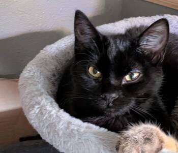 Domestic Short Hair Cats Available for Adoption - Saturn | PetCurious