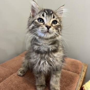 Chitose (white collar) -  Domestic Medium Hair Cat for Adoption in Puslinch, Ontario - Chitose (white Collar) | PetCurious