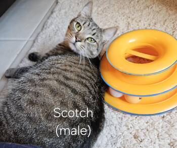 Scotch -  Tabby Cat Available for Adoption in Oakland Park, Florida - Scotch | PetCurious