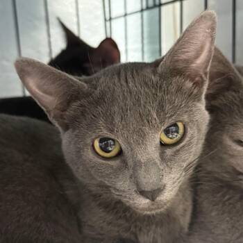 Cristal -  Domestic Short Hair Cat for Adoption in Casa Grande, Arizona - Cristal | PetCurious