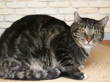 Domestic Short Hair Cats Available for Adoption in Pasadena, California - CHANCE | PetCurious