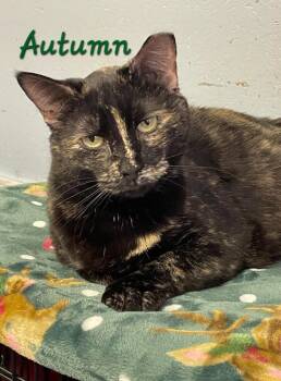 Autumn -  Tortoiseshell Cat for Adoption in Flint Hill, Virginia - Autumn | PetCurious
