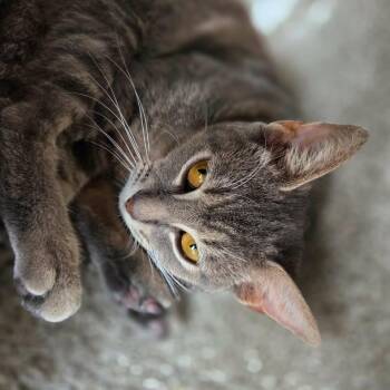 Nancy -  Domestic Short Hair Cat for Adoption in Madison, Wisconsin - Nancy | PetCurious