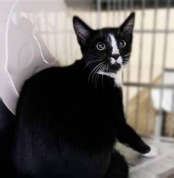 BARRE; -  Tuxedo Cat for Adoption in Pasadena, California - BARRE; | PetCurious