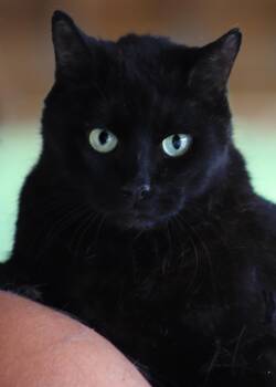 Domestic Short Hair Cats Available for Adoption in North Fort Myers, Florida - George | PetCurious