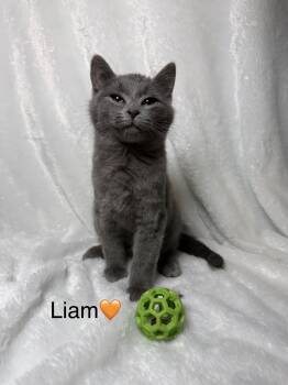 Rescue Domestic Short Hair Cats for Adoption in Copley, Ohio - Liam | PetCurious