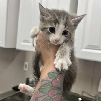 Domestic Short Hair Cats Available for Adoption in Huntsville, Alabama - Sailor | PetCurious