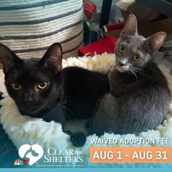 Ahsoka & Easy Mac -  Domestic Short Hair Cat for Adoption in Philadelphia, Pennsylvania - Ahsoka & Easy Mac | PetCurious