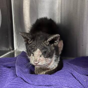 IVHS-Stray-142761 -  Domestic Short Hair Cat for Adoption in San Gabriel, California - IVHS-Stray-142761 | PetCurious