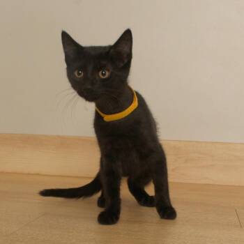 Billie C71624 -  Domestic Short Hair Cat for Adoption in Minnetonka, Minnesota - Billie C71624 | PetCurious