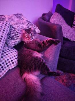 Jinx -  Domestic Long Hair Cat for Adoption in Covington, Louisiana - Jinx | PetCurious