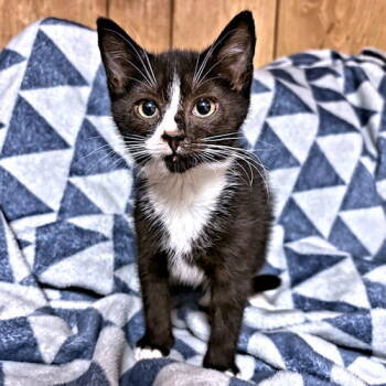 Rescue Tuxedo Cats for Adoption in Rutherfordton, North Carolina - Par | PetCurious