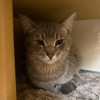 Domestic Short Hair Cats Available for Adoption in Las Vegas, Nevada - Gravy | PetCurious