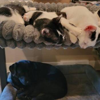 Lindy -  Domestic Short Hair Cat for Adoption in Kenosha, Wisconsin - Lindy | PetCurious