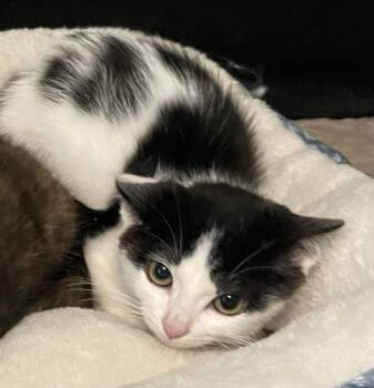 Taylor -  Domestic Short Hair Cat for Adoption in Wilmington, North Carolina - Taylor | PetCurious