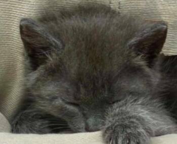 Little Boy Blue -  Russian Blue and Domestic Long Hair Cat for Adoption in New Braunfels, Texas - Little Boy Blue | PetCurious