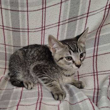Taberius -  Domestic Short Hair Cat for Adoption in Coos Bay, Oregon - Taberius | PetCurious
