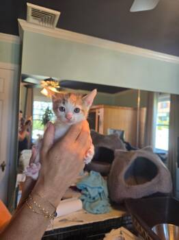 Holly -  Calico Cat for Adoption in Clifton, New Jersey - Holly | PetCurious