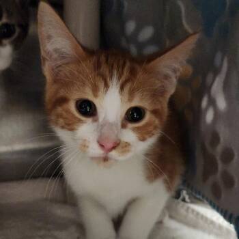 Sebastian -  Domestic Medium Hair Cat for Adoption in Fort Wayne, Indiana - Sebastian | PetCurious