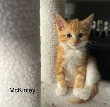 McKinley -  Domestic Short Hair Cat for Adoption in Riverside, California - McKinley | PetCurious