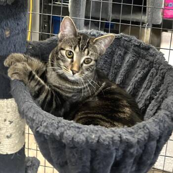 Gizmo -  Domestic Short Hair Cat for Adoption in Blackfoot, Idaho - Gizmo | PetCurious