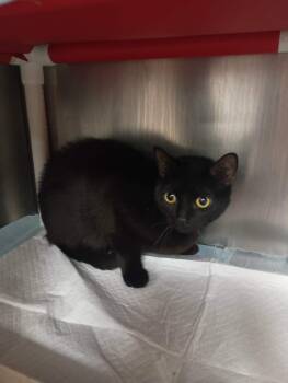 Nugget -  Domestic Short Hair Cat for Adoption in Cincinnati, Ohio - Nugget | PetCurious