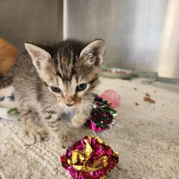 Domestic Short Hair Cats Available for Adoption in Evensville, Tennessee - Clover | PetCurious