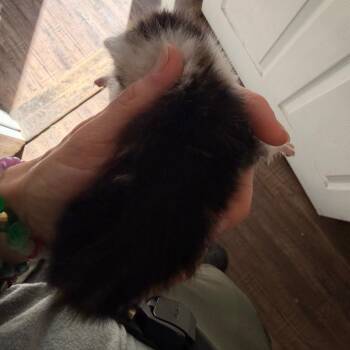 Domestic Short Hair Cats Available for Adoption in Evensville, Tennessee - M&M | PetCurious