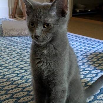 Domestic Short Hair Cats Available for Adoption in Durham, North Carolina - Chai | PetCurious